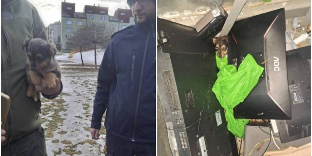 Pies wyrzucony do śmietnika! Szokujące odkrycie w pojemniku na elektroodpady w Bełchatowie [Foto]