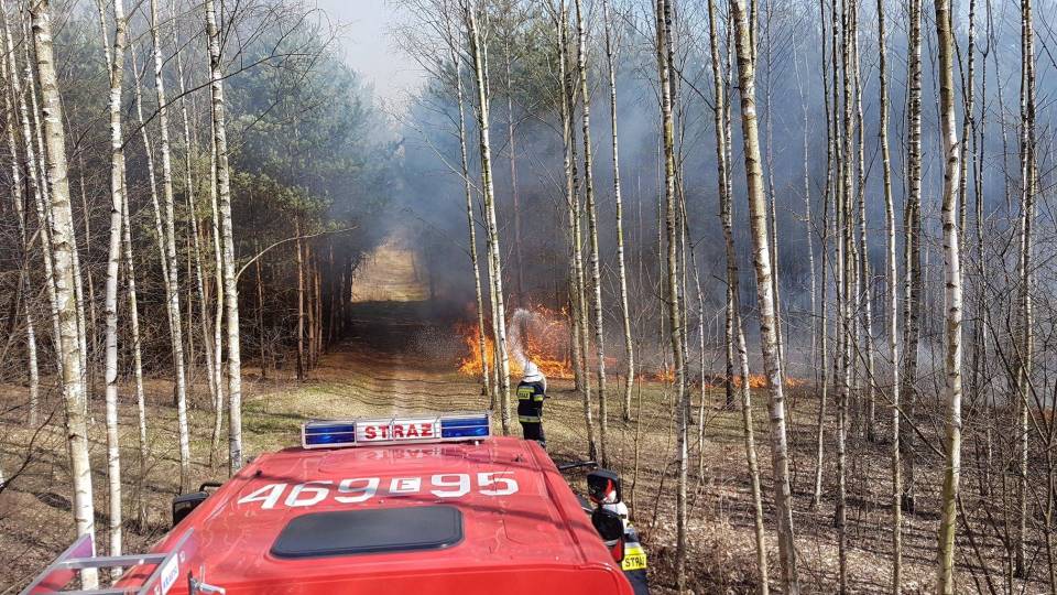 Pożar lasu w gminie Andrespol. Na miejscu kilka zastępów strażaków