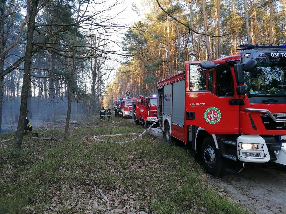 Duży pożar lasu w Tuszynie. W akcji dziewięć zastępów strażaków