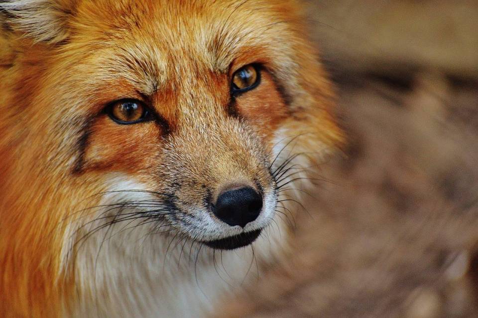 red-fox-1310826_1280