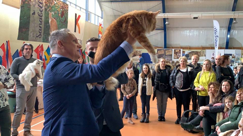 Najpiękniejsze koty z całego świata pojawiły się w Koluszkach